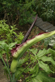 Dracunculus vulgaris RCP6-2013 191.JPG